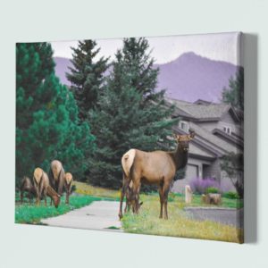 Elk 2 36x24 canvas